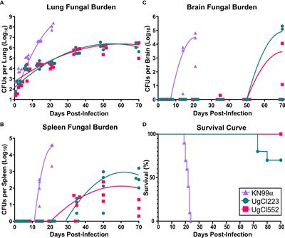 Use of Clinical Isolates to Establish Criteria for a Mouse Model of Latent Cryptococcus neoformans Infection